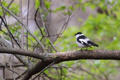 Ficedula albicollis