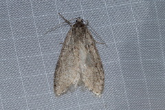 Semioscopis