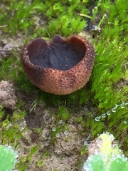 Plicaria endocarpoides