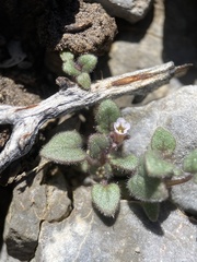 Phacelia barnebyana