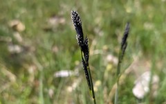 Carex hartmanii