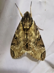 Psilogramma discistriga