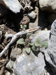 Phacelia barnebyana