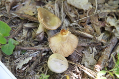 Clitocybe glacialis