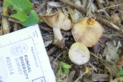 Clitocybe glacialis