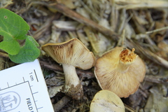 Clitocybe glacialis