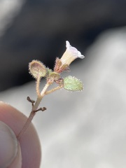 Phacelia barnebyana