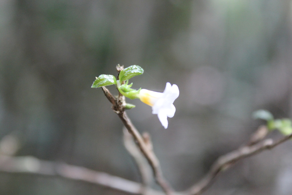 Mostuea brunonis (Mostuea brunonis)
