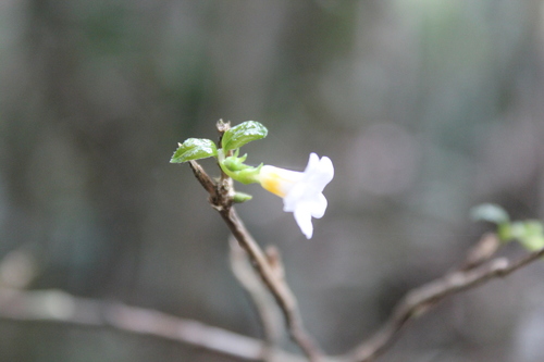 Mostuea brunonis (Mostuea brunonis)