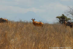 Alcelaphus buselaphus lichtensteinii