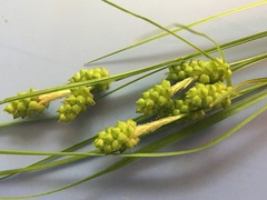 Carex caroliniana
