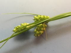 Carex caroliniana