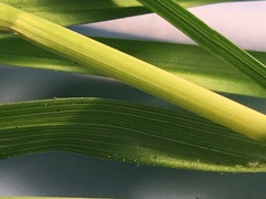 Carex caroliniana
