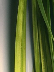Carex caroliniana