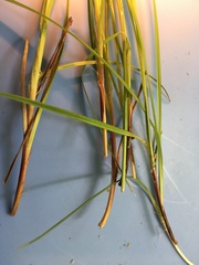 Carex caroliniana