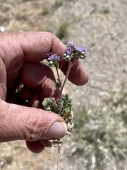 Phacelia bombycina