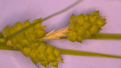 Carex caroliniana