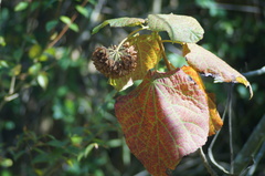 Dombeya wallichii