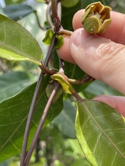 Cynanchum graphistemmatoides