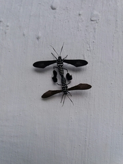 Horama plumipes