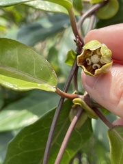 Cynanchum graphistemmatoides