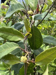 Cynanchum graphistemmatoides