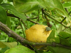 Biprorulus bibax