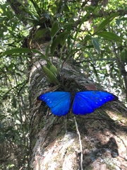 Morpho rhetenor columbianus