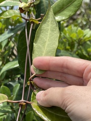 Cynanchum graphistemmatoides