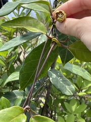 Cynanchum graphistemmatoides