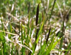 Carex hostiana