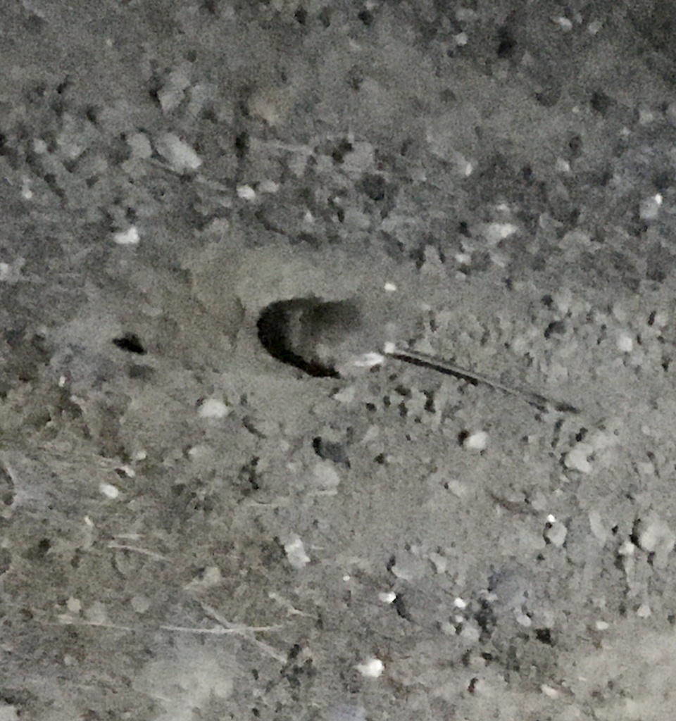 Rat-kangourou de Californie (Dipodomys californicus)
