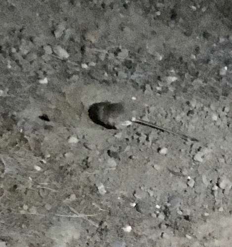 California Kangaroo Rat