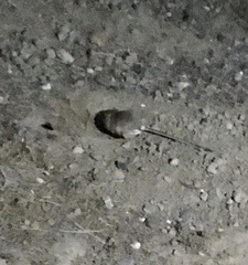 Dipodomys californicus