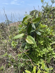 Cynanchum graphistemmatoides