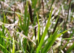 Carex hostiana