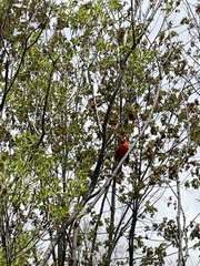 Cardinalis cardinalis