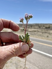 Phacelia bombycina