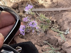 Phacelia bombycina