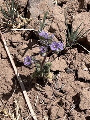 Phacelia bombycina