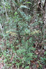 Dypsis concinna
