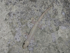 Hemidactylus frenatus