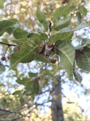 Nothofagus macrocarpa