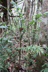 Dypsis concinna