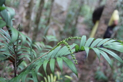 Dypsis concinna