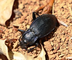Carabus catenulatus