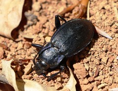 Carabus catenulatus
