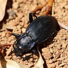 Carabus catenulatus
