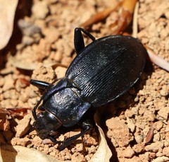 Carabus catenulatus