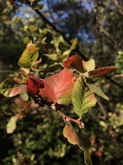 Nothofagus macrocarpa